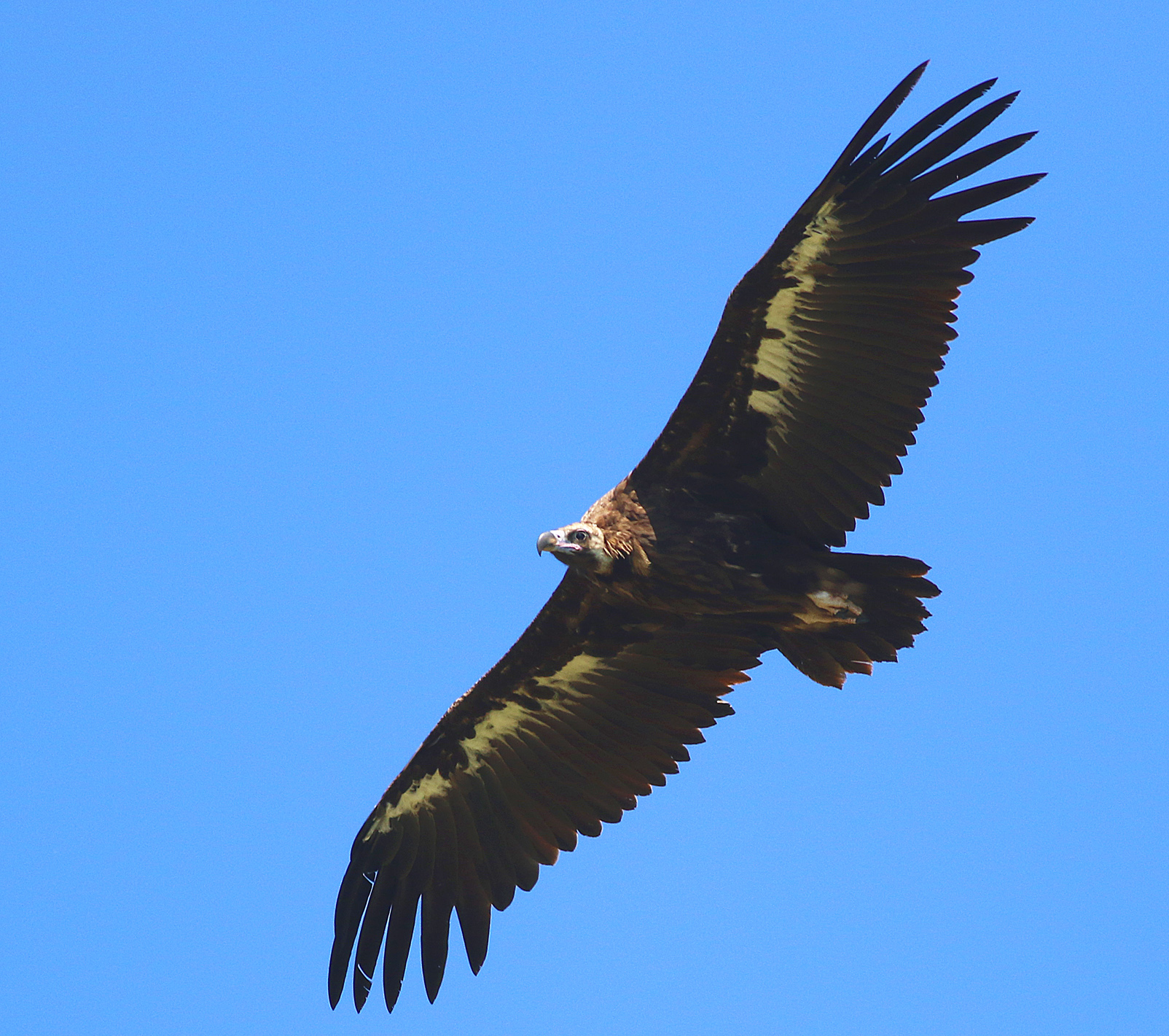 Cinereous Vulture